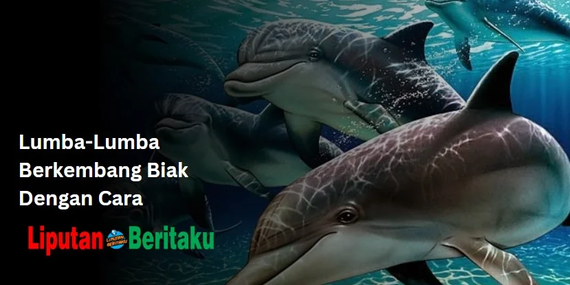 Lumba-Lumba Berkembang Biak Dengan Cara