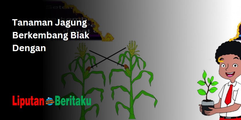Tanaman Jagung Berkembang Biak Dengan Tanaman Jagung Berkembang Biak Dengan