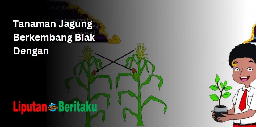 Tanaman Jagung Berkembang Biak Dengan