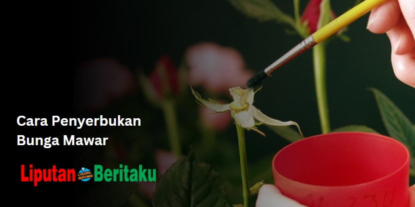 Cara Penyerbukan Bunga Mawar