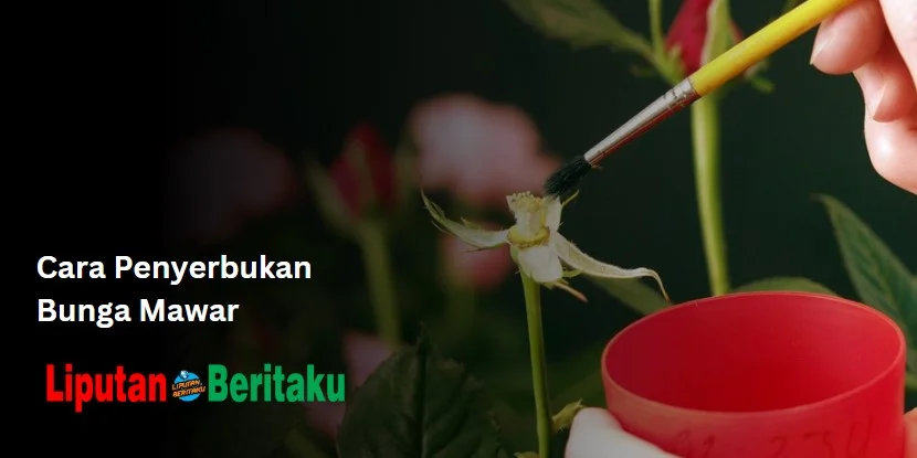 Cara Penyerbukan Bunga Mawar