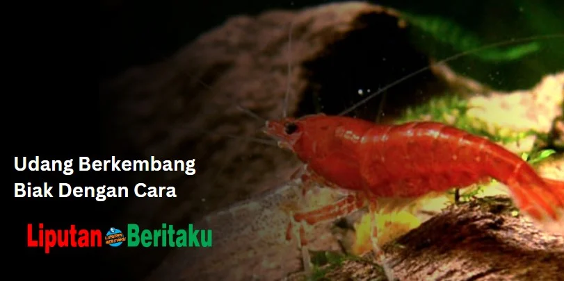 Udang Berkembang Biak Dengan Cara