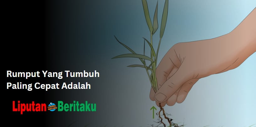 Rumput Yang Tumbuh Paling Cepat Adalah