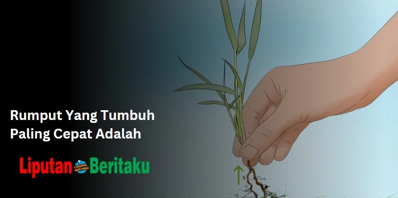 Rumput Yang Tumbuh Paling Cepat Adalah