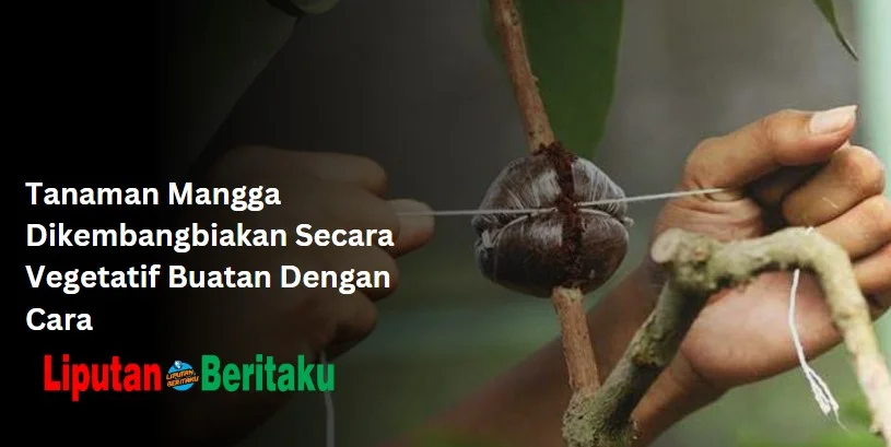 Tanaman Mangga Dikembangbiakan Secara Vegetatif Buatan Dengan Cara