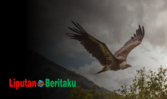 Nama Organ Gerak Burung