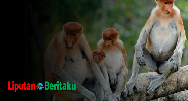 Bekantan Berkembang Biak Dengan Cara