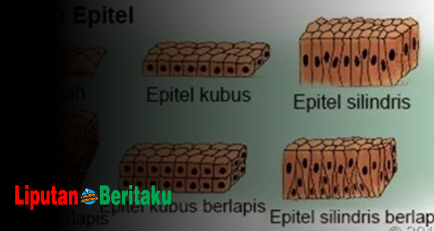 Epitel Bukan Berasal Dari Endoderm