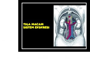 Macam Pola Hidup Untuk Menjaga Kesehatan Sistem Ekskresi 1 tiga macamsistem ekskresi