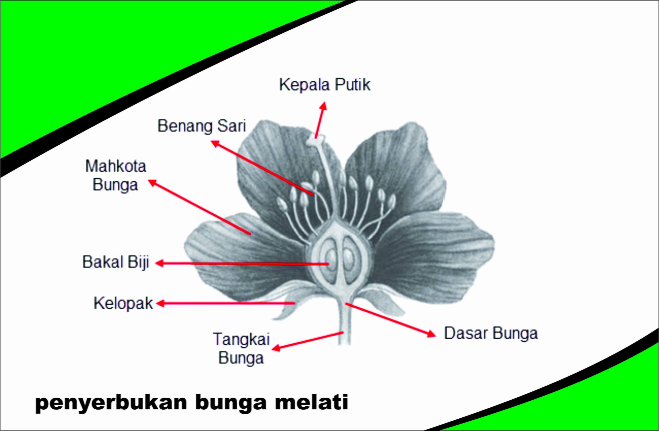Penyerbukan Bunga Melati bagaimana caranya?