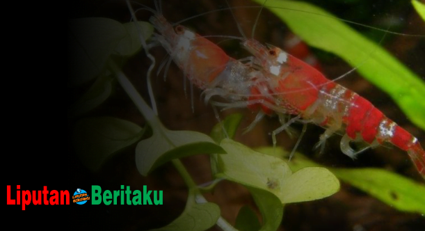 Cara Berkembang Biak Udang