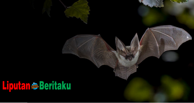 Simak! Kelelawar Merupakan Mamalia