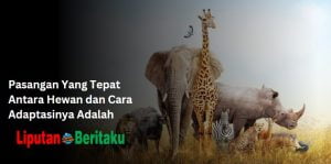 Pasangan Yang Tepat Antara