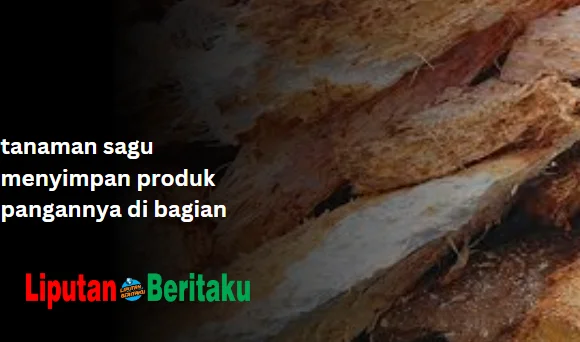 tanaman sagu menyimpan produk pangannya di bagian