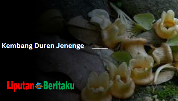 Kembang Duren Jenenge