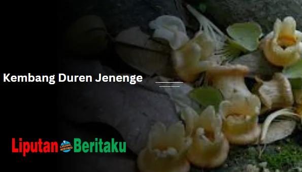Kembang Duren Jenenge