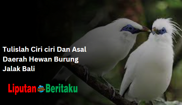 Ciri Dan Asal Burung Jalak Bali​