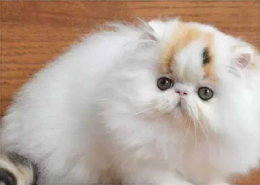 Kucing Hidung Pesek Peaknose 2 Sifat dan Kepribadian Kucing Pesek