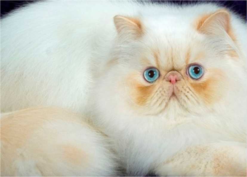 Kucing Hidung Pesek Peaknose 1 kucing hidung pesek