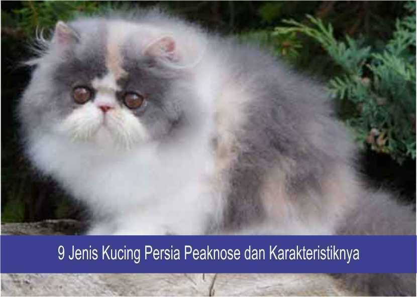 9 Jenis Kucing Persia Peaknose dan Karakteristiknya