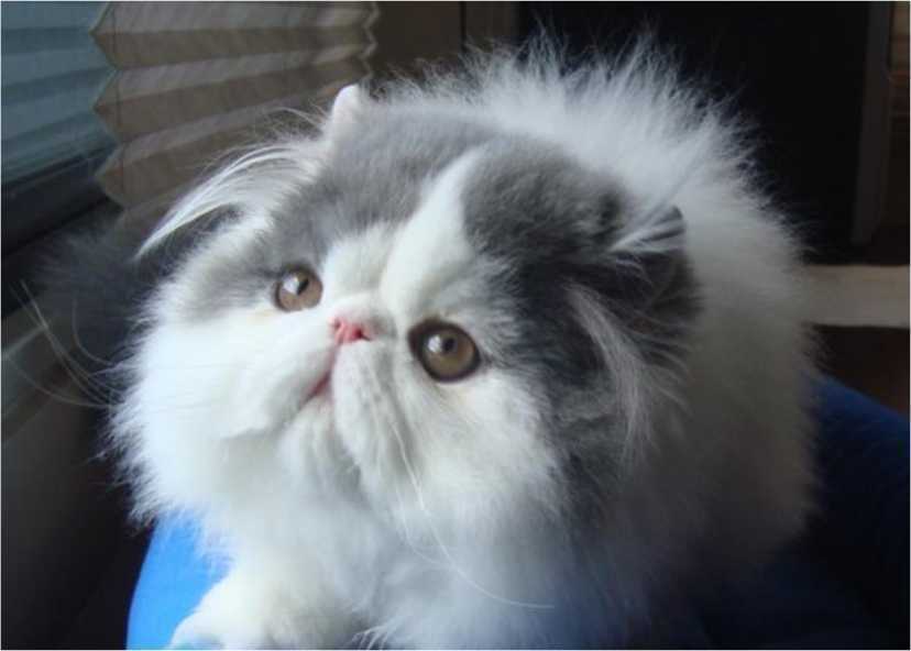 Kucing Hidung Pesek Peaknose