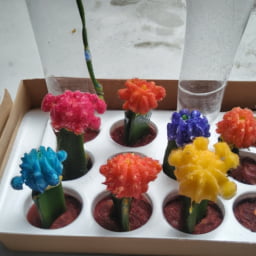 Cara Merawat Kaktus Agar Berbunga Lebat dan Berwarna-warni