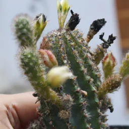 Kaktus yang Berbunga: Jenis dan Tips Perawatannya