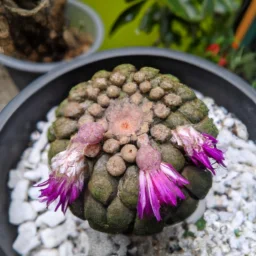 Kaktus Koboi Berbunga: Penampilan Cantik di Taman Anda