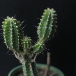 Cara Membuat Kaktus Berbunga: Rahasia Kecantikan Tanaman Hias Anda