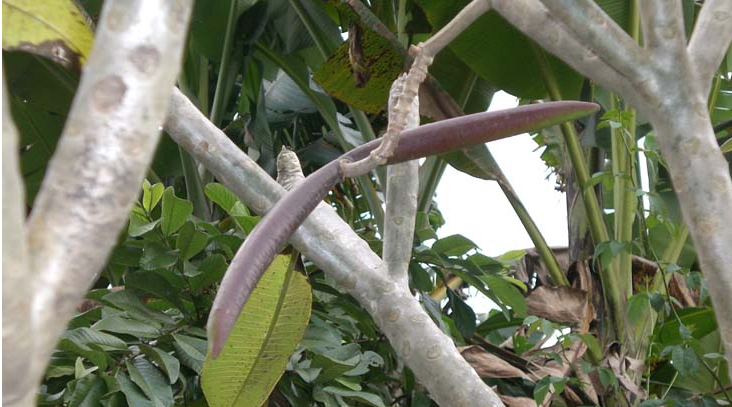 sebutkan 20 buah yg huruf belakangnya k??? 3 Kamboja