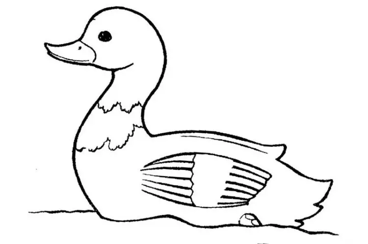 Kumpulan Sketsa Gambar Hewan Mewaranai Untuk Anak-Anak 6 wapt image post 115