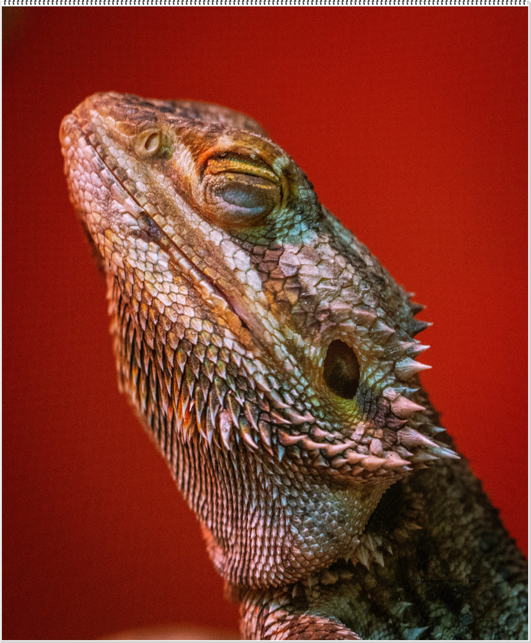 kadal berukuran besar yang hidup di amerika 1 wapt image post 20