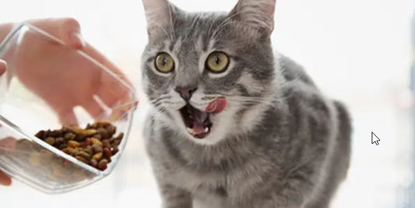 Kenapa Makanan Kucing Harus Berlabel AAFCO