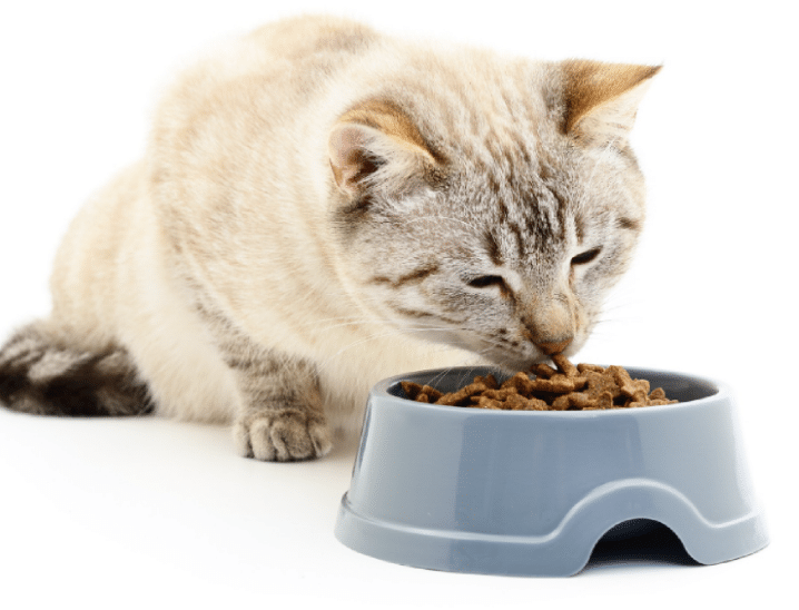 Kenapa Makanan Kucing Harus Berlabel AAFCO 1 Kenapa Makanan Kucing Harus Berlabel AAFCO