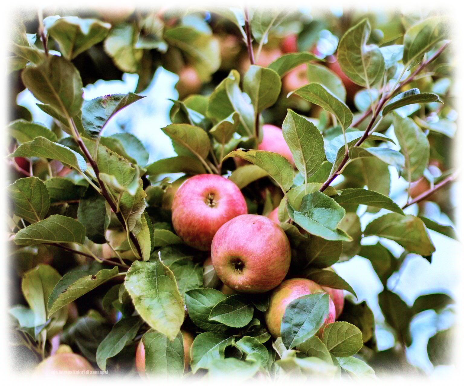 Satu Apel Berapa Kalori